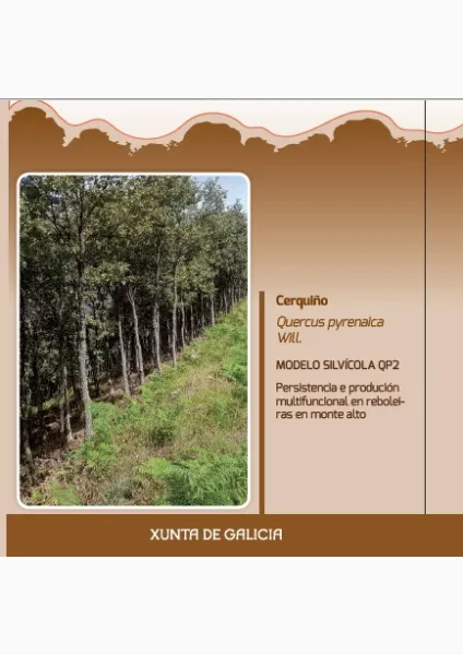 Cerquiño (Quercus pyrenaica Will.) MODELO SILVÍCOLA QP2 Persistencia e produción multifuncional en reboleiras en monte alto