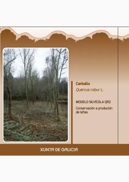 Carballo (Quercus robur L) MODELO SILVÍCOLA QR2 Conservación e produción de leñas