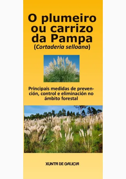 O plumeiro ou carrizo da Pampa (Cortaderia selloana)