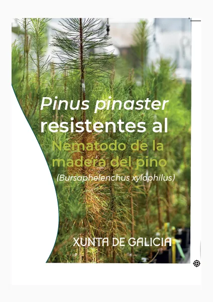 Pinus pinaster resistentes al nematodo de la madera del pino (Bursaphelenchus xylophilus)