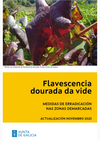 Flavescencia dourada da vide. Medidas de erradicación nas zonas demarcadas actualización. Novembro 2023