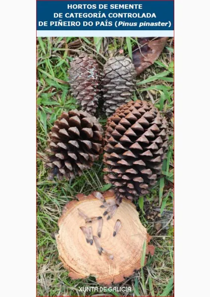 Hortos de semente de categoría controlada de piñeiro do país (Pinus pinaster)
