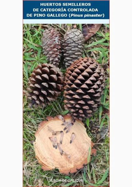Huertos semilleros de categoría controlada de pino gallego (Pinus pinaster)