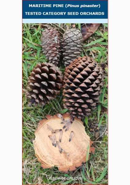 Tested category seed orchards of maritme pine (Pinus pinaster)