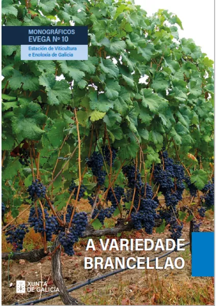 A variedade Brancellao