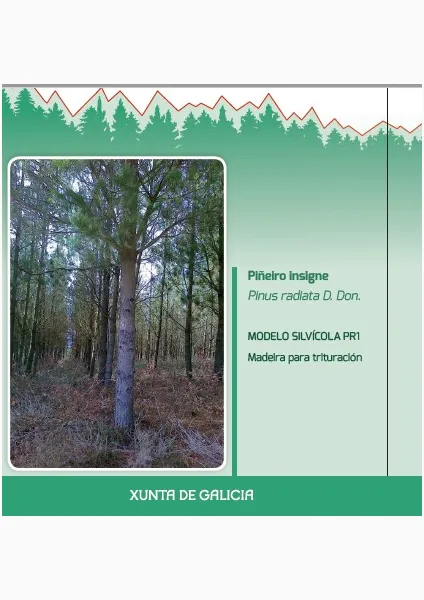 Piñeiro insigne (Pinus radiata D. Don.) MODELO SILVÍCOLA PR1 Madeira para trituración