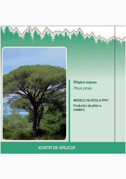 Piñeiro manso (Pinus pinea) MODELO SILVÍCOLA PPA1 Produción de piñón e madeira 