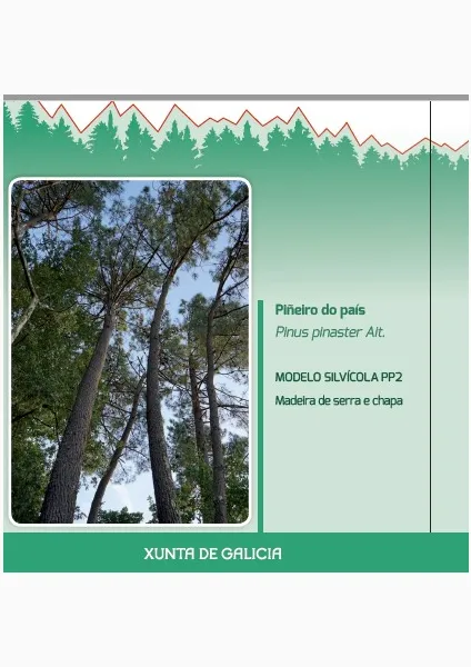 Piñeiro do país (Pinus pinaster Ait.) MODELO SILVÍCOLA PP2. Madeira de serra e chapa