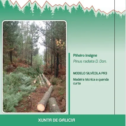 Piñeiro insigne (Pinus radiata D. Don) MODELO SILVÍCOLA PR3 Madeira técnica a quenda curta