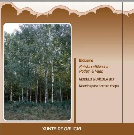 Bidueiro (Betula celtiberica Rothm & Vasc.)MODELO SILVÍCOLA BC1 Madeira para serra e chapa