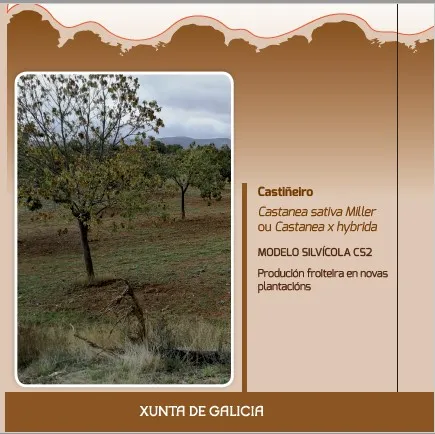 Castiñeiro (Castanea sativa Miller ou Castanea x hybrida) MODELO SILVÍCOLA CS2 Produción froiteira en novas plantacións