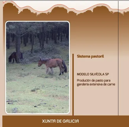 Sistema pastoril MODELO SILVÍCOLA SP Produción de pasto para gandería extensiva de carne