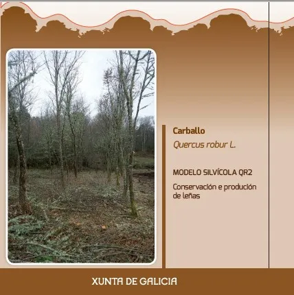 Carballo (Quercus robur L) MODELO SILVÍCOLA QR2 Conservación e produción de leñas