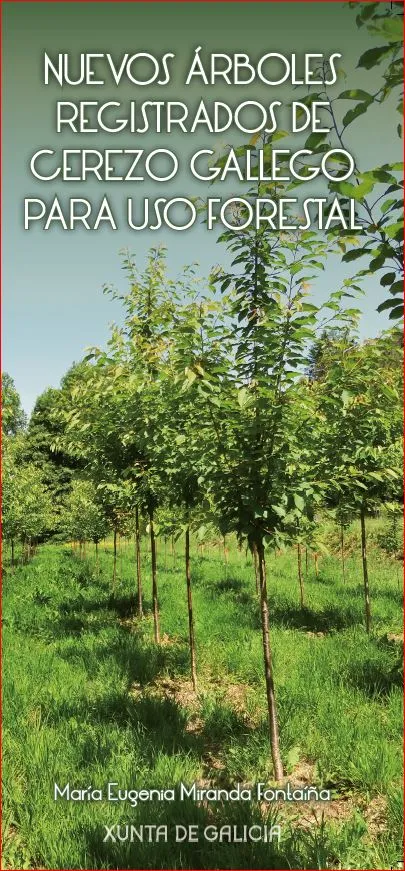 Nuevos árboles registrados de cerezo gallego para uso forestal
