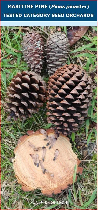 Tested category seed orchards of maritme pine (Pinus pinaster)