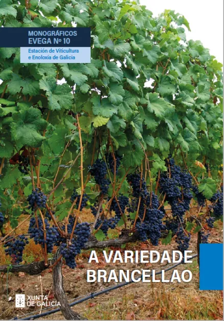A variedade Brancellao