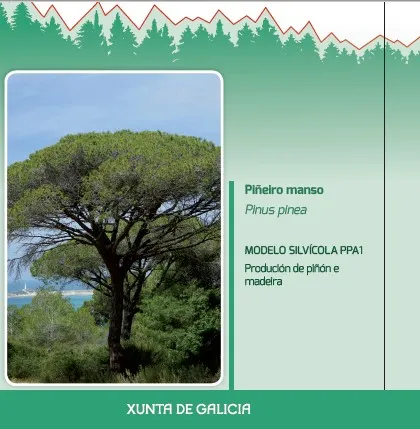 Piñeiro manso (Pinus pinea) MODELO SILVÍCOLA PPA1 Produción de piñón e madeira 