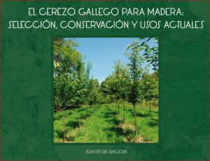 El cerezo gallego para madera: selección, conservación y usos actuales