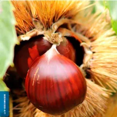 Agroexprés: Revista de divulgación do agro galego | Nº 7, decembro 2023