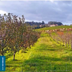 Agroexprés: Revista de divulgación do agro galego |  Nº 9, decembro 2024