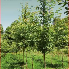 Nuevos árboles registrados de cerezo gallego para uso forestal