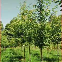 New registered varietes of Galician cherry trees for forest use