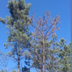 Genetic breeding against. pine wood nematode  (Bursaphelenchus xylophilus) in the Lourizan Forest Research Center