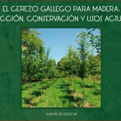 El cerezo gallego para madera: selección, conservación y usos actuales