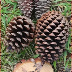 Hortos de semente de categoría controlada de piñeiro do país (Pinus pinaster)