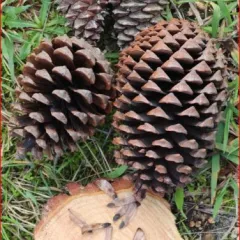 Huertos semilleros de categoría controlada de pino gallego (Pinus pinaster)