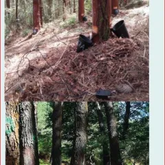 Posibilidades de resinación para Pinus pinaster Ait. en Galicia