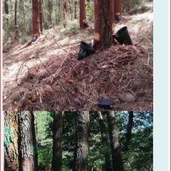 Posibilidades de resinación para Pinus pinaster Ait. en Galicia