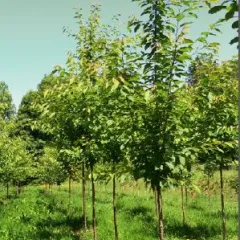 Novas árbores rexistradas de cerdeira galega para uso forestal